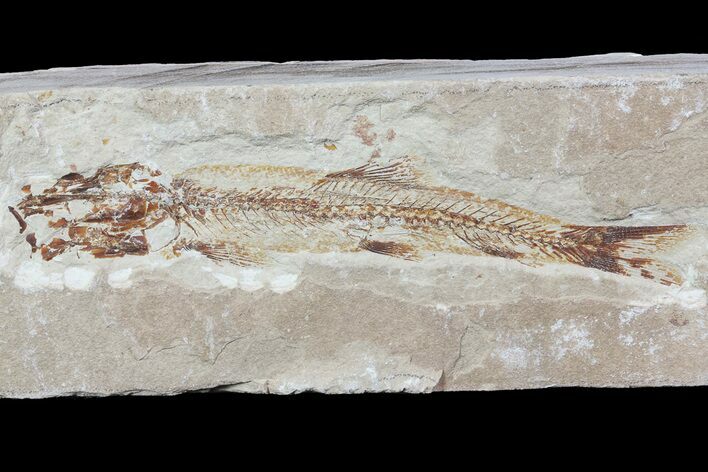 Cretaceous Fossil Fish (Charitosomus) - Lebanon #70432